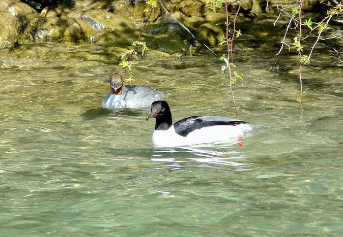 goosander